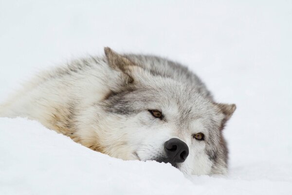 Lobo tumbado en la nieve blanca