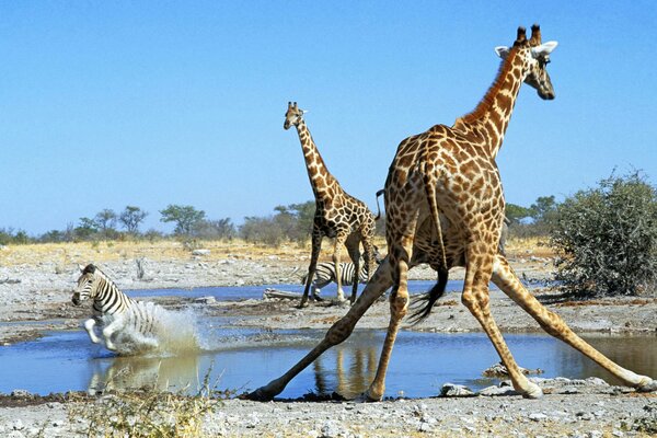 Zebras und Giraffen kamen an die Wasserstelle