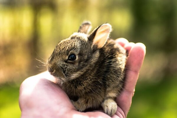 A newborn bunny is placed in a person s hand