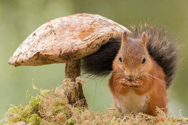 Squirrel under a mushroom in the forest. macro photography