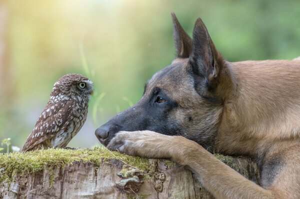 Ein großer Schäferhund hat sich mit einer Eule angefreundet