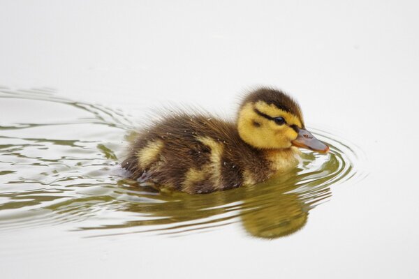 Ente schwimmt im Teich