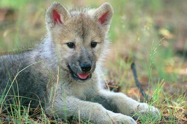 Ein niedlicher Wolf liegt auf einer Lichtung