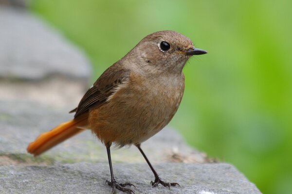 Pequeño pájaro sentado en una piedra