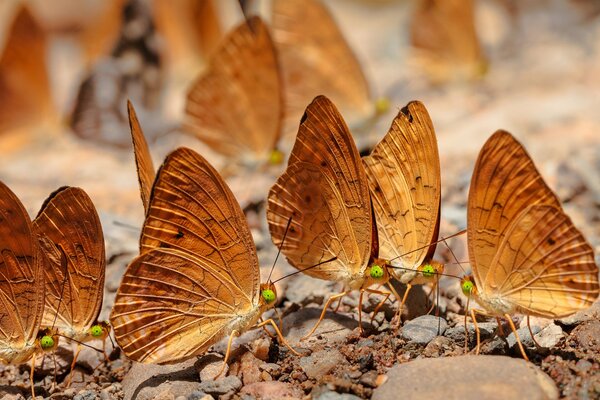 Stado motyli siedzi na kamykach
