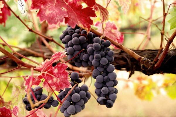 Racimo de uvas en una rama con hojas