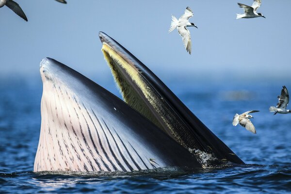 La baleine est sortie de la mer bleue