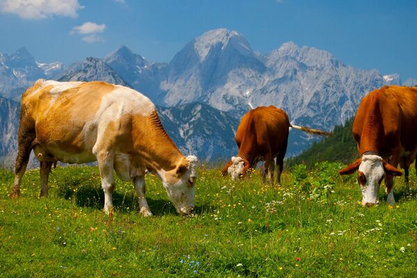 Cows graze on alpine meadows