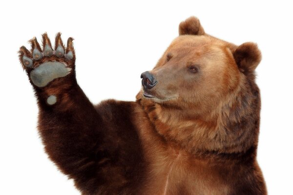 Brown bear with raised paw