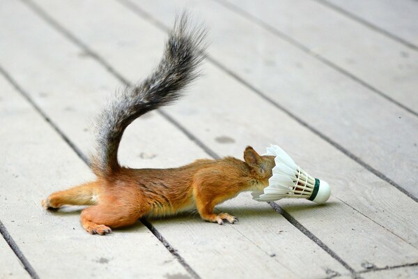 Squirrel joue avec un volant de badminton