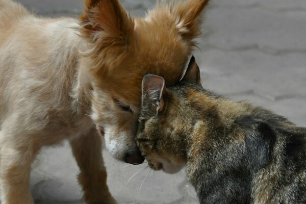 Faithful friends cat and puppy