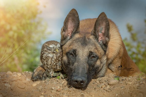 Berger belge et chouette amis