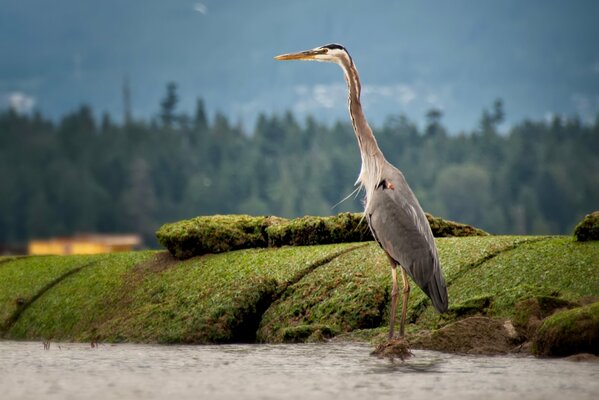 Naturaleza. Garza de pie en una piedra con musgo