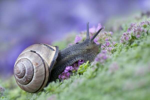 A snail crawls on the flowering grass