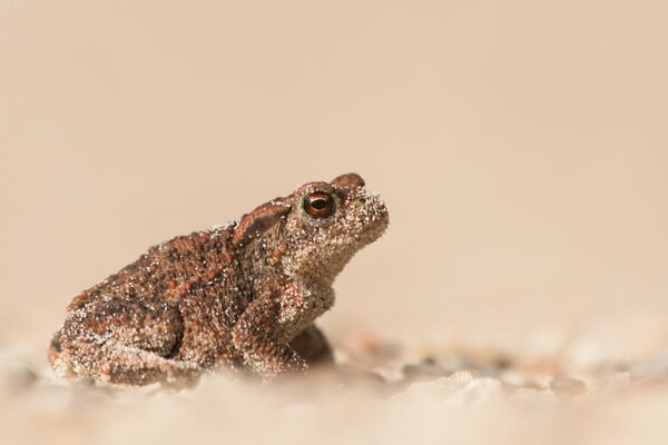 Crapaud dans le sable sur fond flou