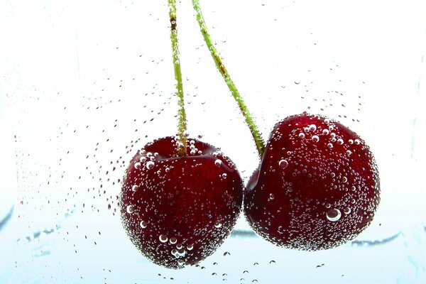 A sprig of ripe cherries in drops of water