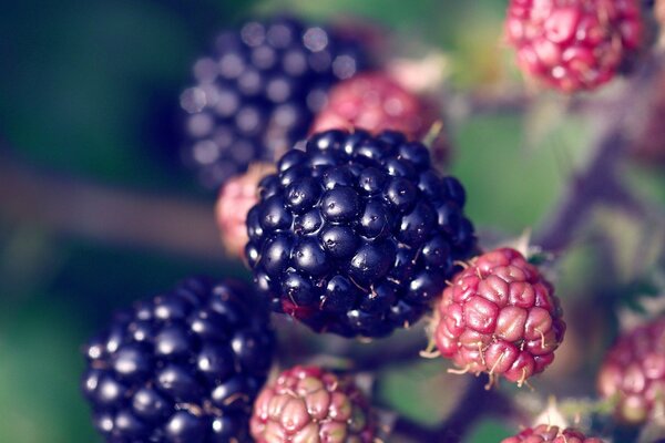 Repair plant blackberry with unripe berries