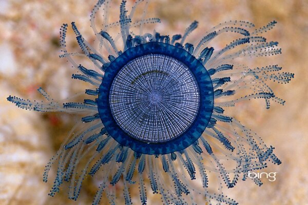 Azul pequeña Medusa macro tiro en el mar