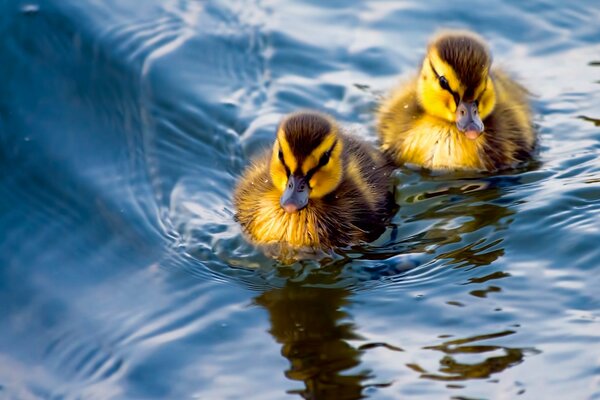 Un par de patitos en el agua