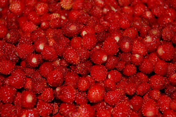 Gran dispersión de fresas rojas