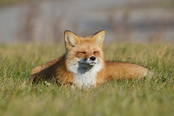 The fox is resting in the green grass