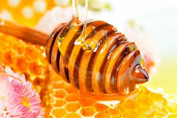 Delicious floral honey in honeycombs