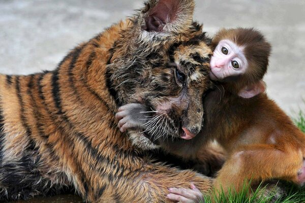 Un mono y un cachorro de tigre se abrazan en la hierba