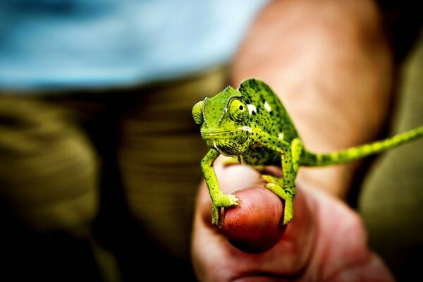 Caméléon vert lors de la prise de vue macro est assis sur la main