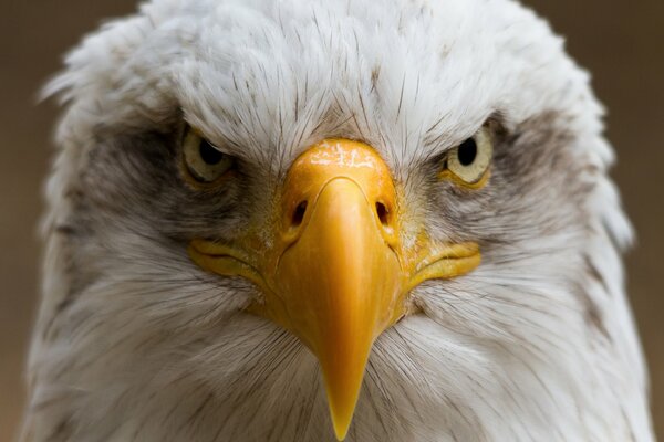 La mirada seria de un pájaro con pico amarillo