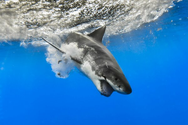 Photo de requin dans la mer