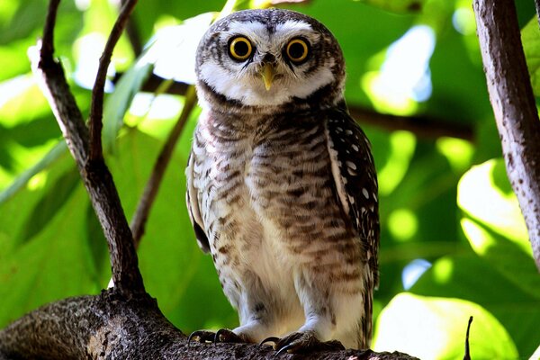 The look of an owl in green foliage