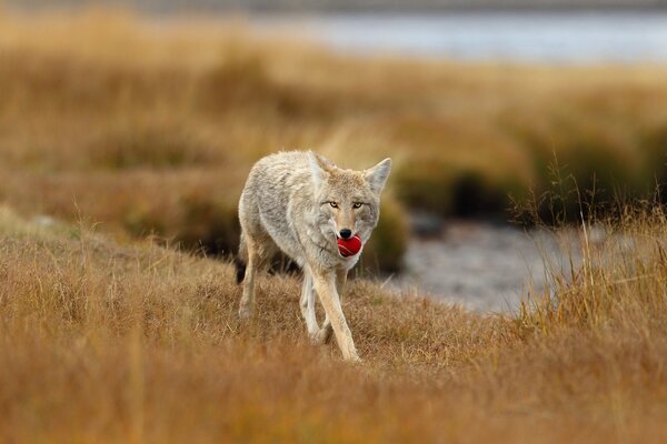 Natural steppe and life through the eyes of a wolf