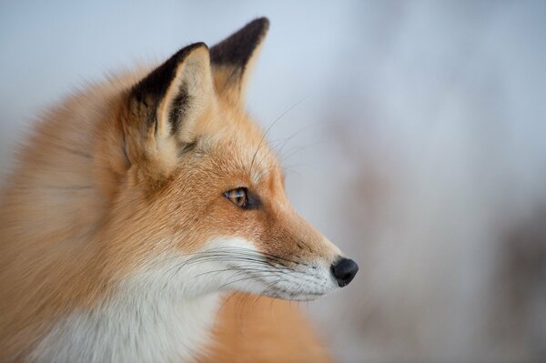 Fox in profile in nature