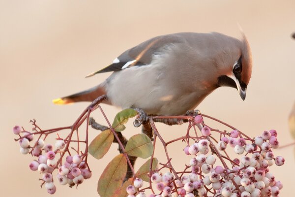 A whistle on a branch of leaves and berries