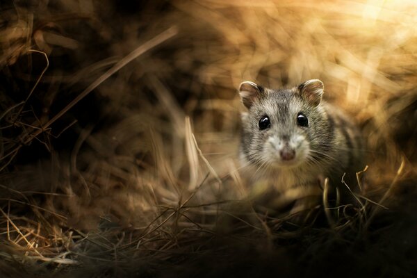 Makroaufnahme eines Jungar-Hamster-Nagetiers im Gras