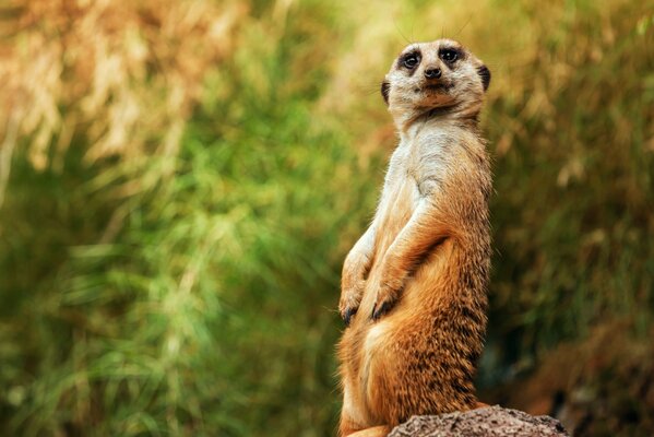 Meerkat in a pose against the background of nature