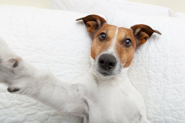 Photo a dog takes a selfie