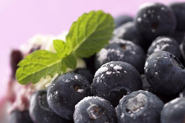 Blueberries are delicious wild berries