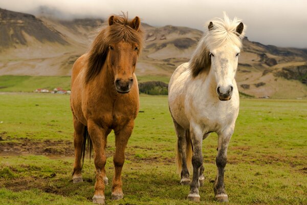 Dos caballos en Islandia se paran en un pintoresco Prado