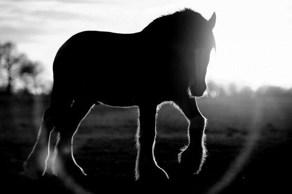 El caballo cae en los rayos del atardecer