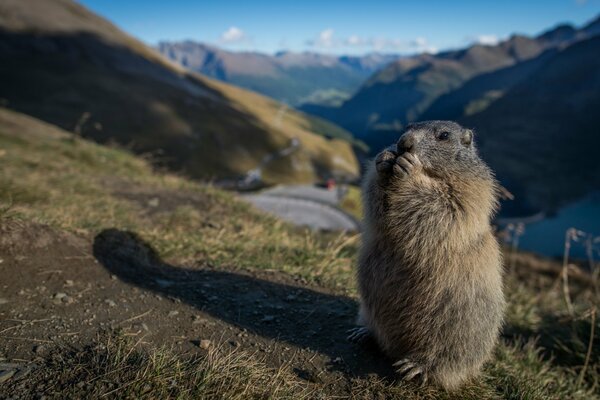 Naturaleza. La marmota se para y ROE en la montaña