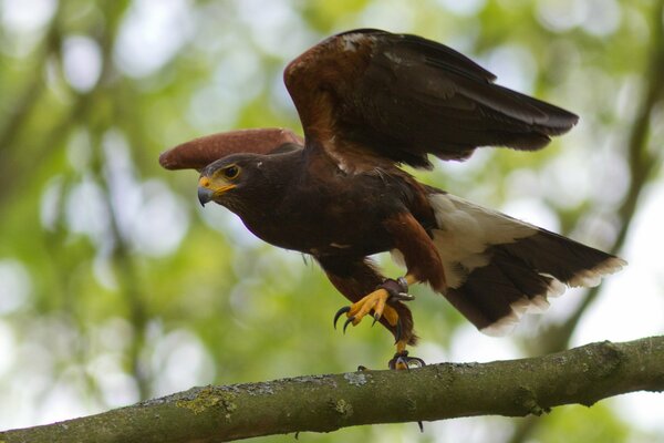 Take-off from the branch of the desert buzzard