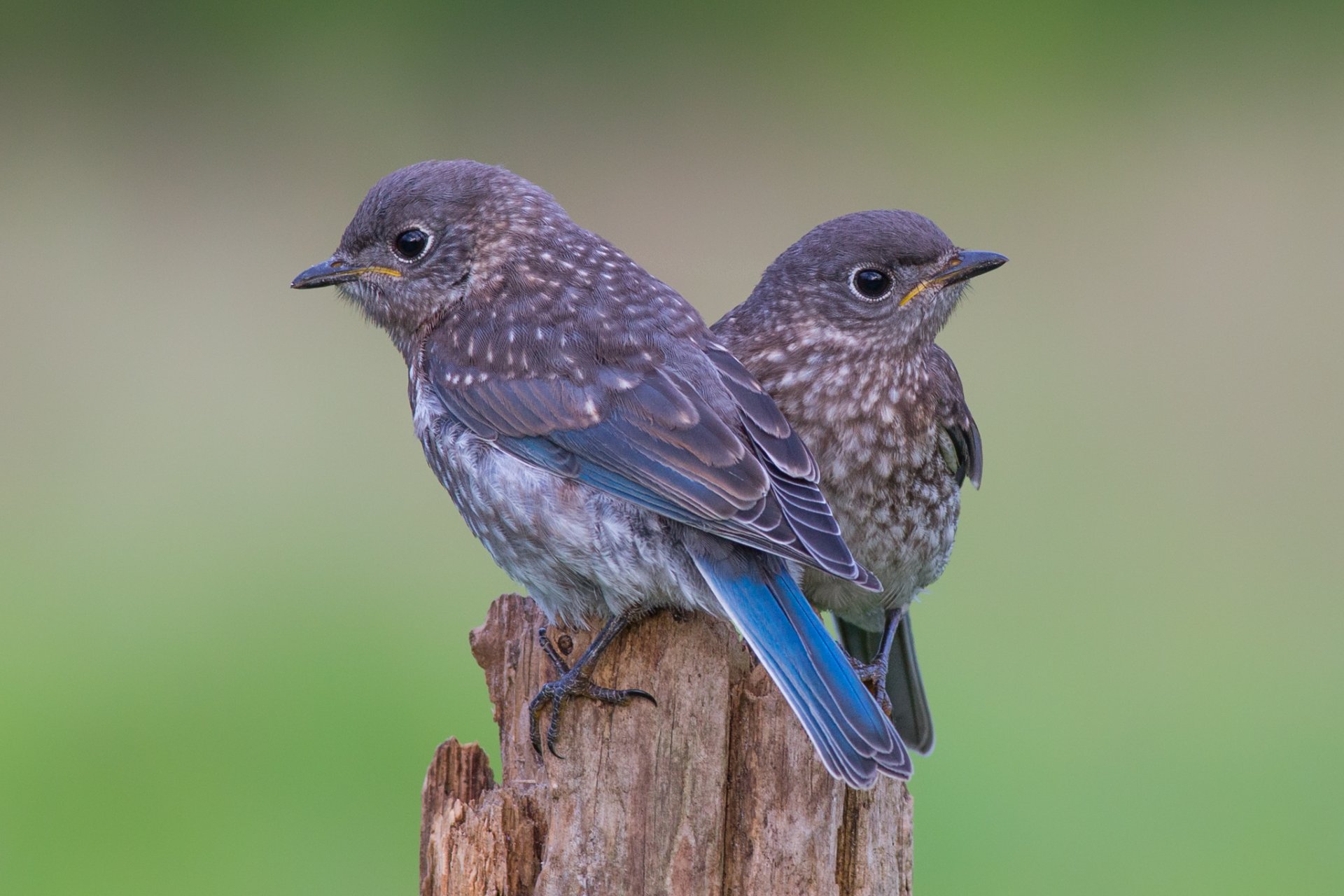 penek pájaros pájaros azules sialies orientales polluelos dos