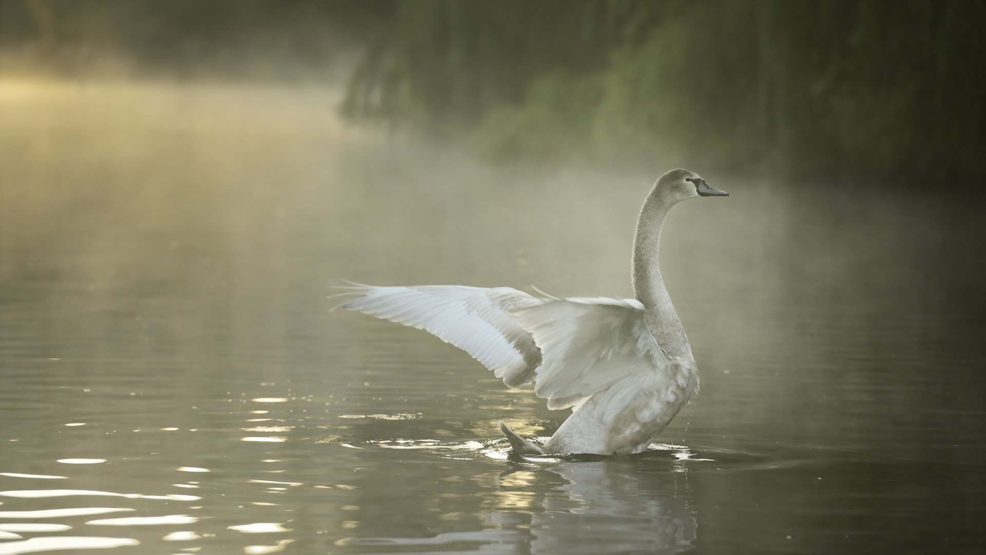 oiseau cygne nature