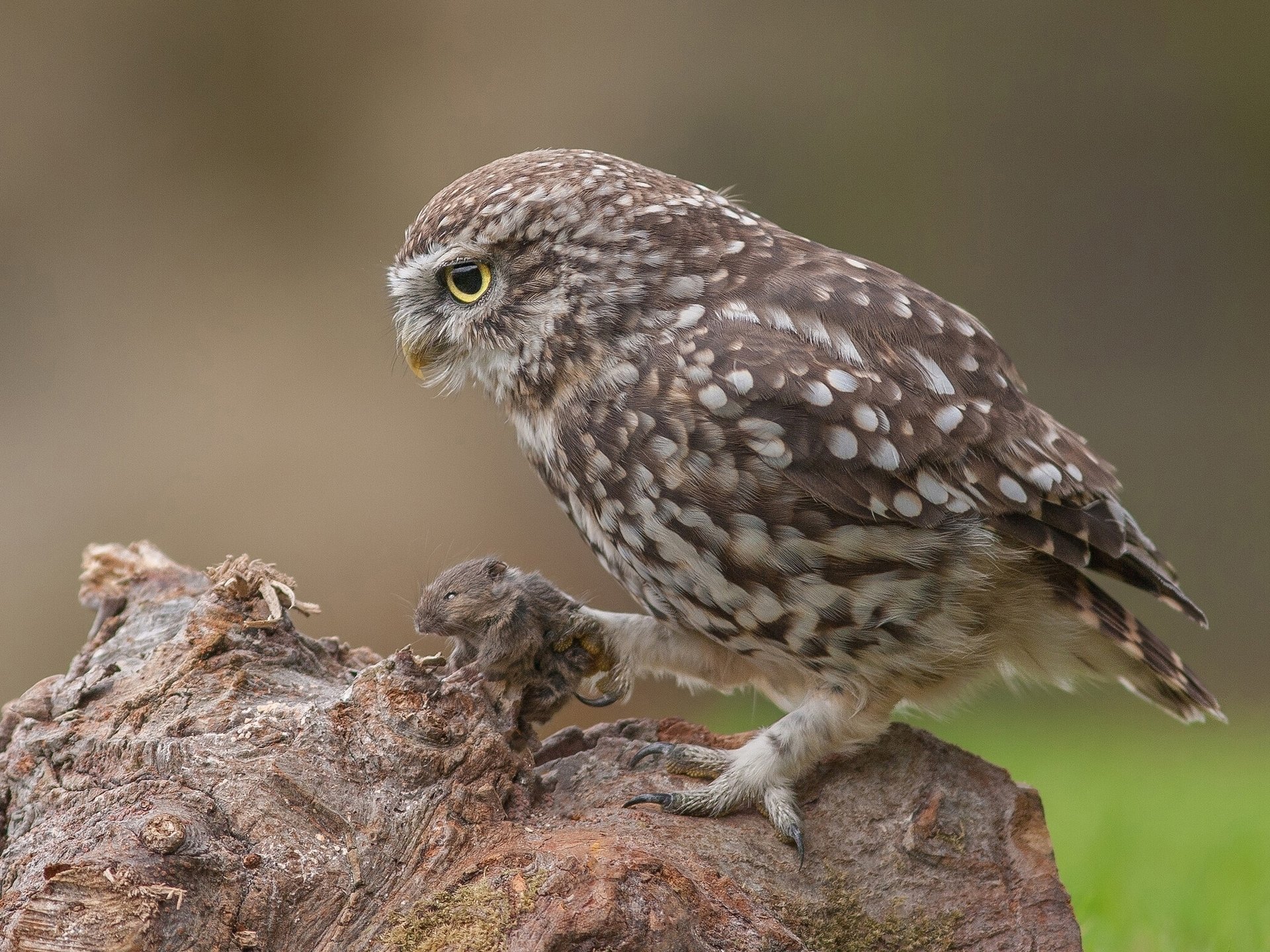 hibou domestique hibou souris proie