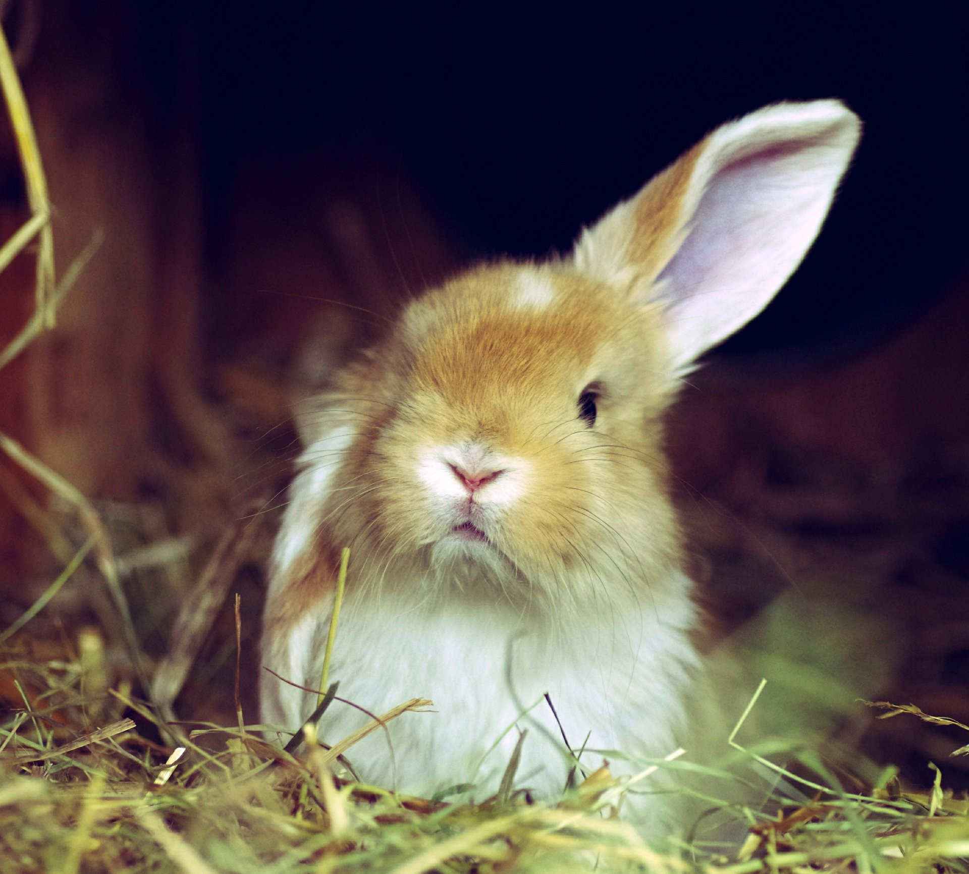 herbe lapin blanc rouge oreille