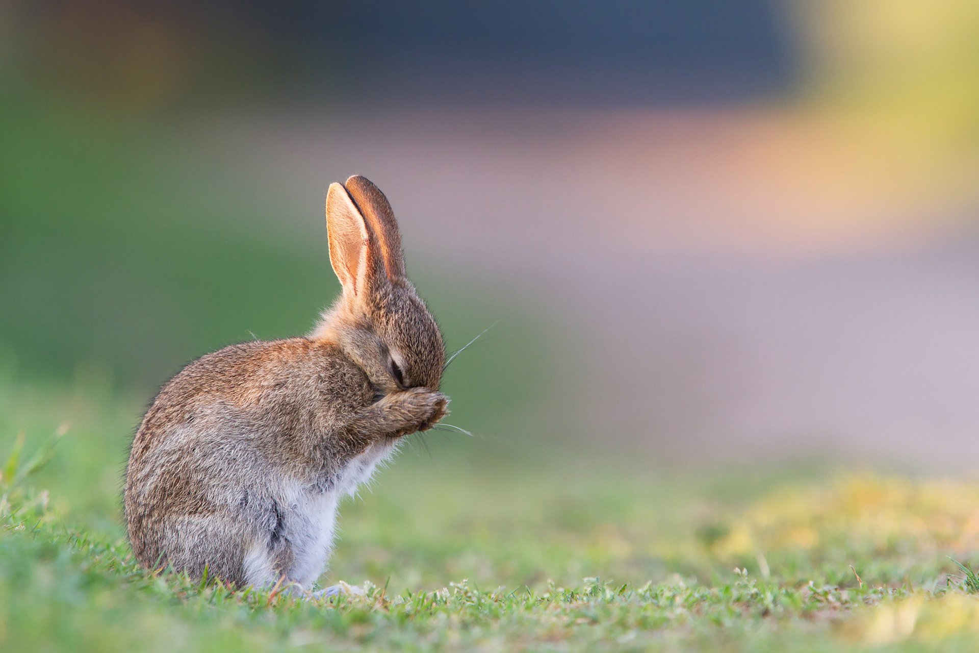 sommer gras hase morgen