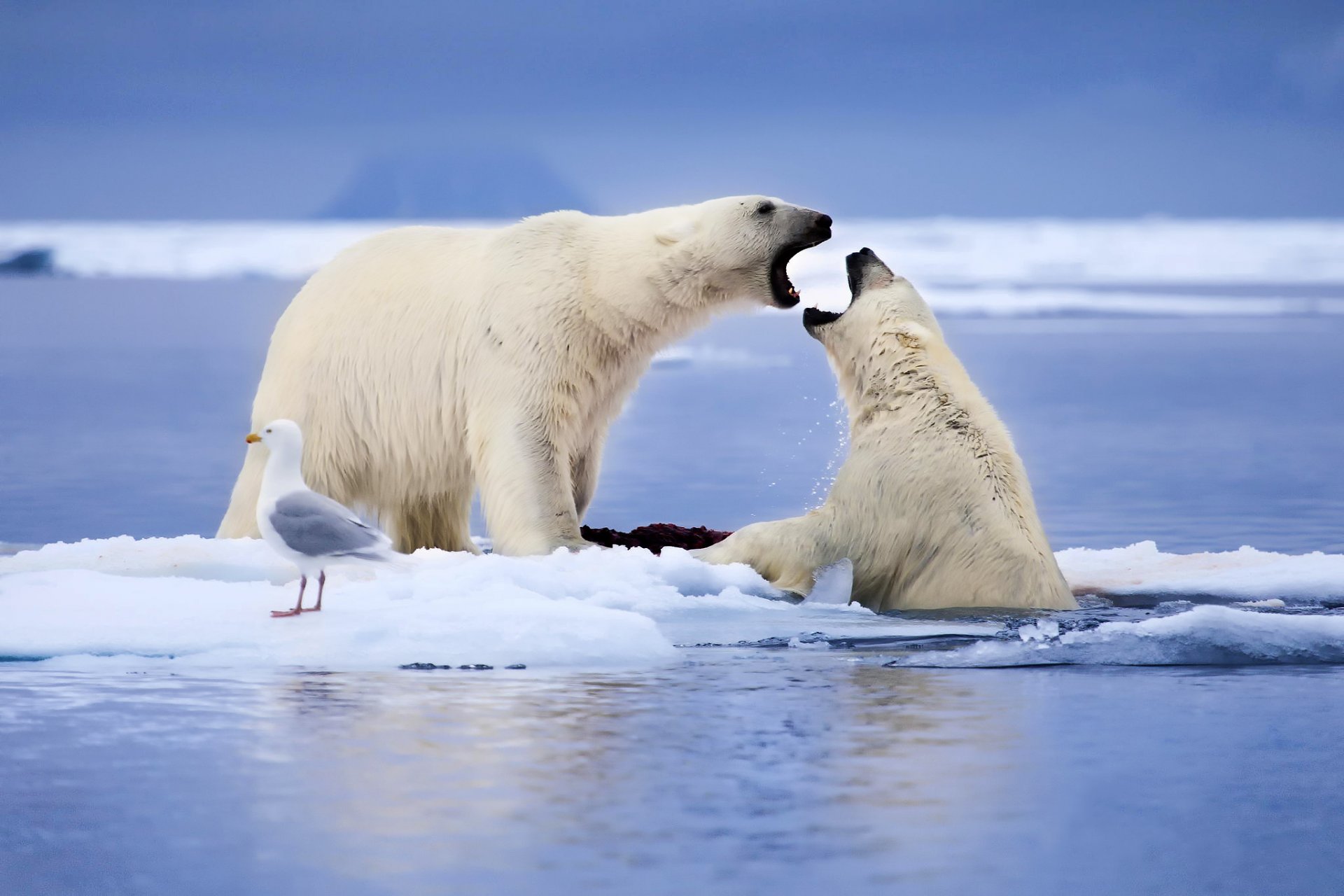 niedźwiedzie polarne zwierzęta mewa ptak kry śnieg morze norwegia