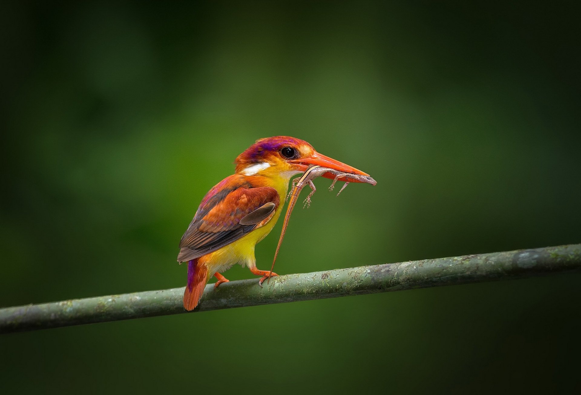 branche oiseau martin-pêcheur rouge lézard proie nourriture