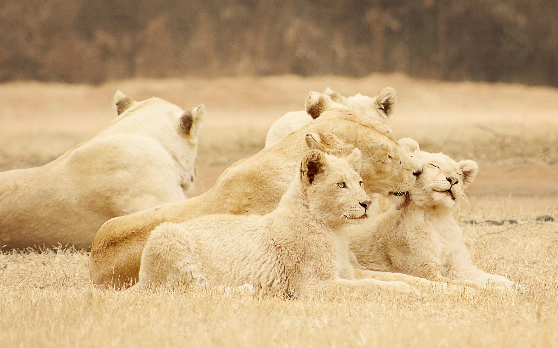 leones naturaleza fondo